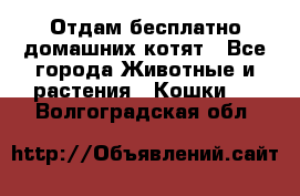 Отдам бесплатно домашних котят - Все города Животные и растения » Кошки   . Волгоградская обл.